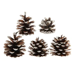 KAEMINGK Lot de 5 pommes de pin Pinus nigra enneigées Naturel Marron Hot